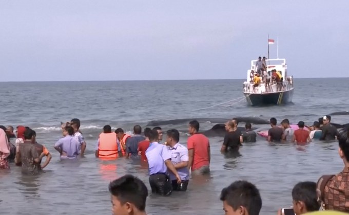 ชาวอินโดนีเซียช่วยวาฬสเปิร์มเกยตื้น 12 ตัว