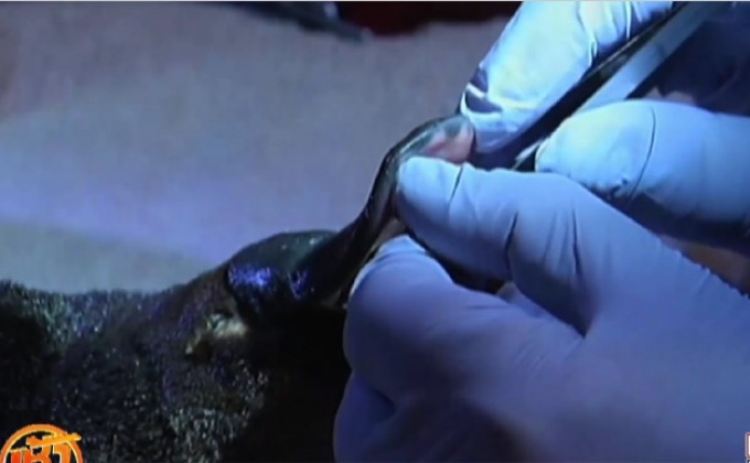 ตุ่นปากเป็ดในออสเตรเลียเสี่ยงสูญพันธุ์