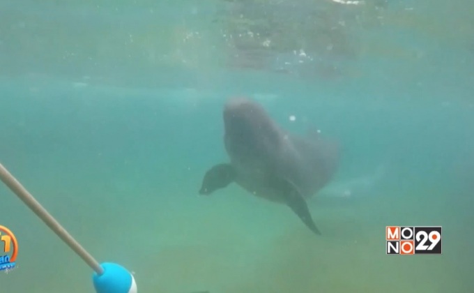 กระแสต้านเลี้ยง “วาฬเพชฌฆาตดำ” ในสวนสัตว์