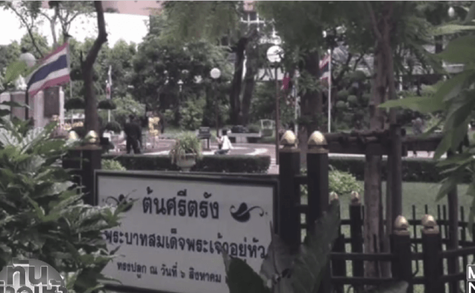 ศิริราช-กรมป่าไม้ ยัน “ต้นศรีตรัง” ทรงปลูก ไม่ตาย