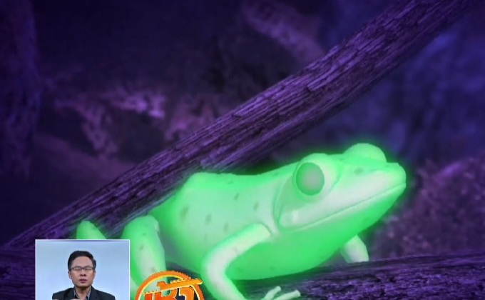 อาร์เจนตินาค้นพบกบเรืองแสงตัวแรกของโลก