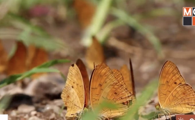 ​ฝูงผีเสื้อนับพันตัว บินอวดโฉมนักท่องเที่ยว