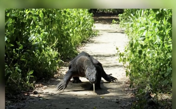 อินโดฯ กลับลำนโยบายปิดเกาะโคโมโด