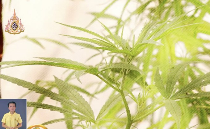 ​กัญชา ทางเลือกใหม่ของผู้ป่วย