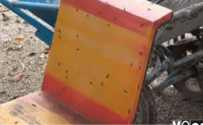 กองทัพหนอนบุกวัด จ.นครศรีธรรมราช