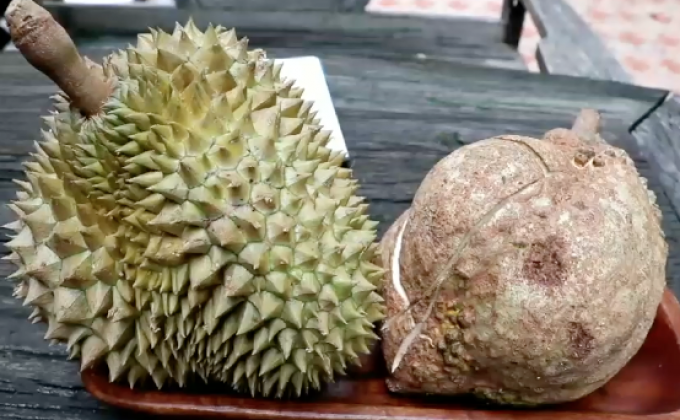 “ทุเรียนไร้หนาม” หนึ่งเดียวในโลกที่เมืองลับแล