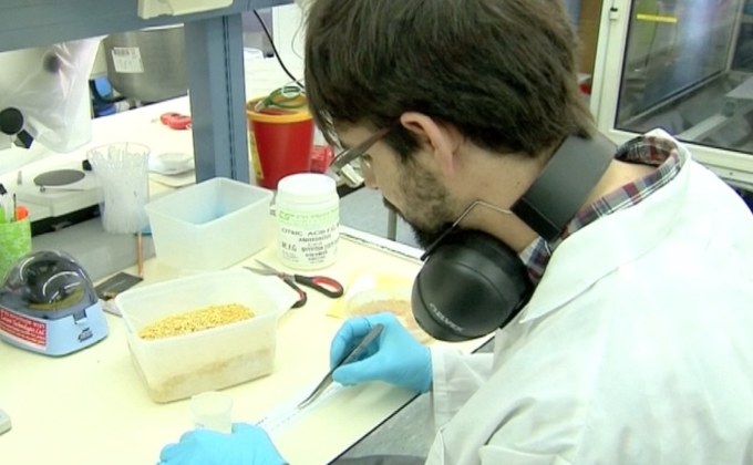 แป้งจากหนอนแมลงหวี่