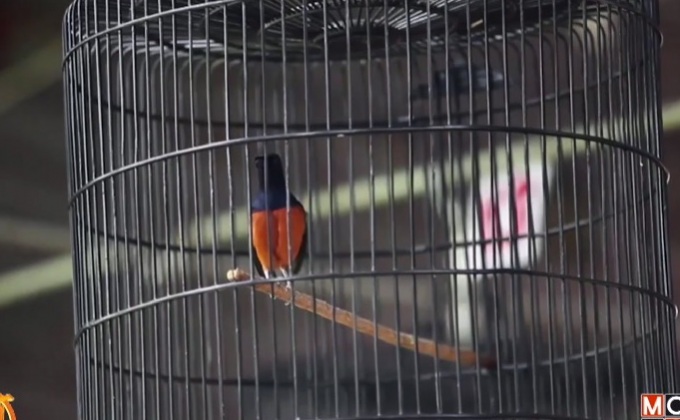 การประกวด “นกร้องเพลง” ในอินโดนีเซีย