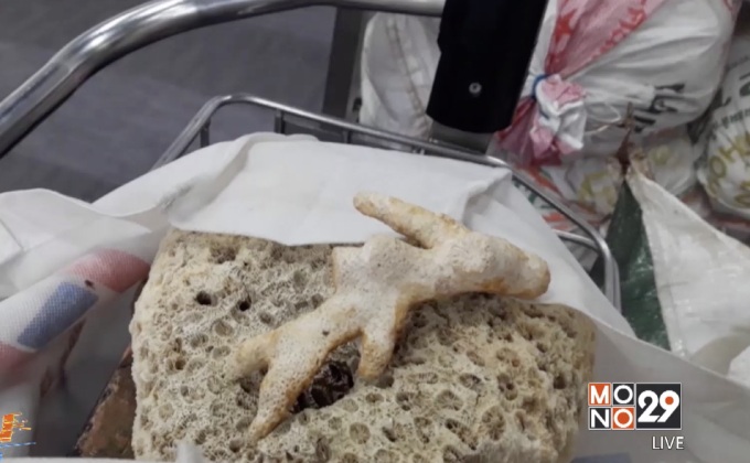 ยึดปะการัง-เปลือกหอยที่สนามบินกระบี่ได้กว่า 1 ตัน