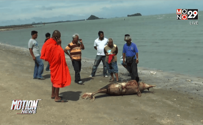 โลมาตำบลดอนสักตายตัวที่3ในรอบ1ปี