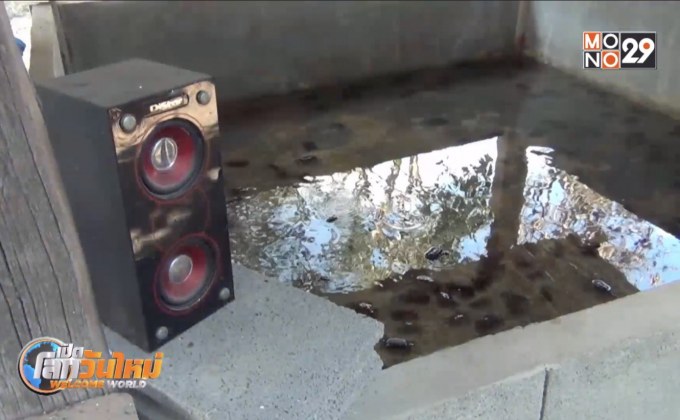 เลี้ยงปูนาด้วยเสียงเพลง