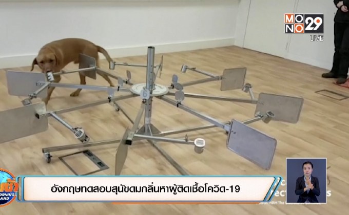 อังกฤษทดสอบสุนัขดมกลิ่นหาผู้ติดเชื้อโควิด-19