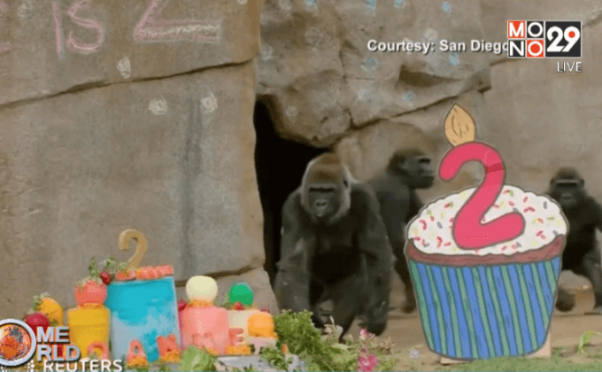 ฉลองลูกกอริลลาอายุครบรอบ 2 ปีในสหรัฐฯ