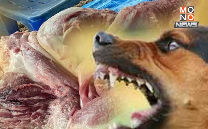 ขอนแก่นคุมเข้ม! พิษสุนัขบ้าระบาดในวัว ซำสูงประกาศเขตเสี่ยง