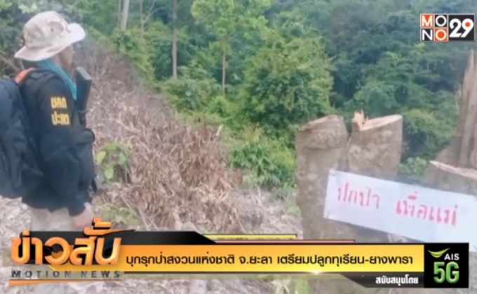 บุกรุกป่าสงวนแห่งชาติ จ.ยะลา เตรียมปลูกทุเรียน-ยางพารา