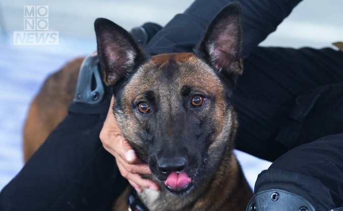 “ทีมสุนัขกู้ภัยฯ K9” ยุติภารกิจ หลังร่วมค้นหาผู้สูญหายกว่า 11 วัน