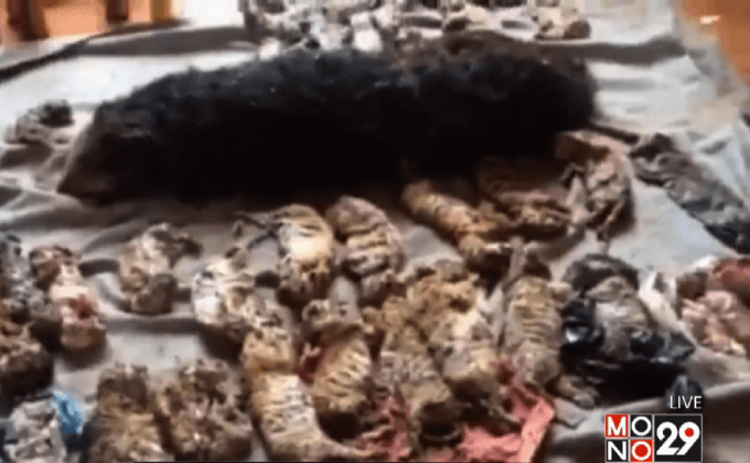 พบซากลูกเสือ 40 ตัวในวัดป่าหลวงตามหาบัวฯ