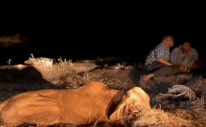 วัวตายยกฝูงคาดถูกวางยาพิษ