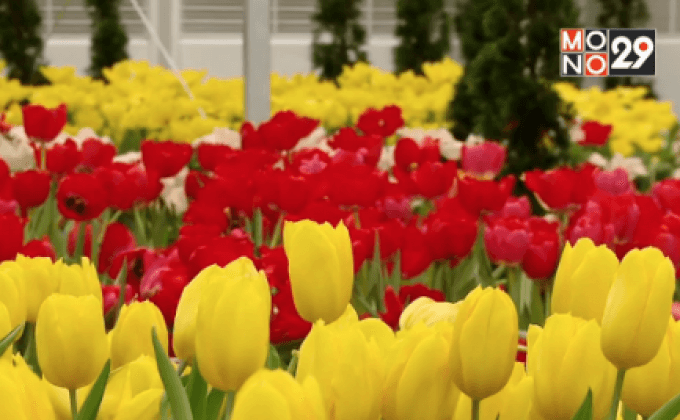 ปตท. จัดงาน “มหัศจรรย์ไม้เมืองหนาว ครั้งที่ 6 : ทิวลิปบานที่ระยอง”