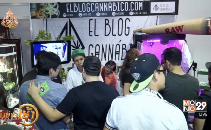 เทศกาลกัญชาในเม็กซิโก