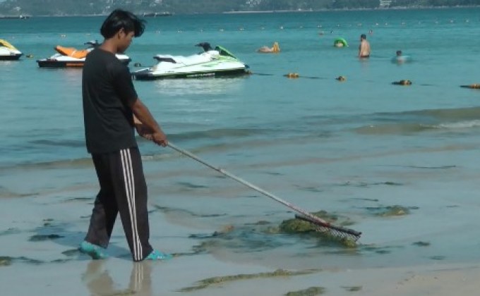 สาหร่ายสีเขียวที่ชายหาดป่าตอง จ.ภูเก็ต
