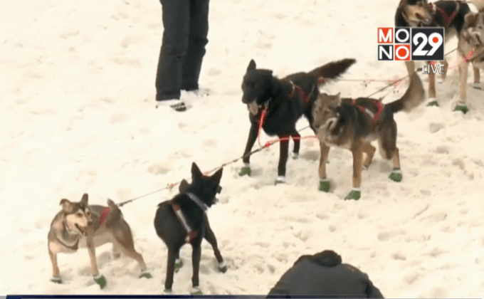 การแข่งขันสุนัขลากเลื่อนในสหรัฐฯ