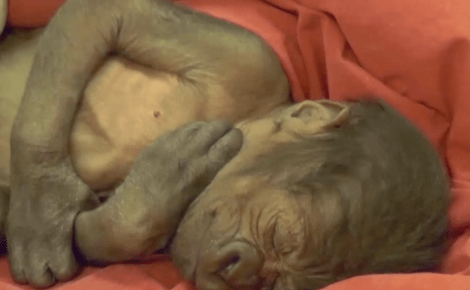 ผ่าคลอดลูกลิงเกิดใหม่ในอังกฤษ