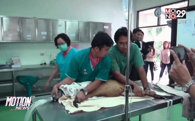 เก้งท้องแก่วัย4ปีถูกสุนัขกัดตายแล้ว