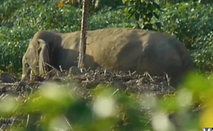 นักวิชาการ ม.ราชภัฏรำไพพรรณี ร่วมแก้ปัญหาช้างป่ากวนชาวบ้าน