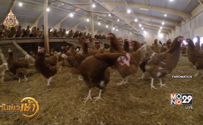 หุ่นยนต์ช่วยดูแลไก่ในฟาร์ม