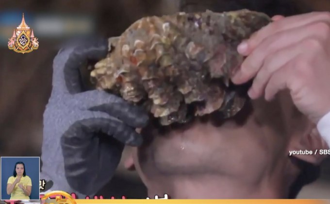 แจ้งจับรายการเกาหลี ลักลอบจับหอยมือเสือทำอาหาร