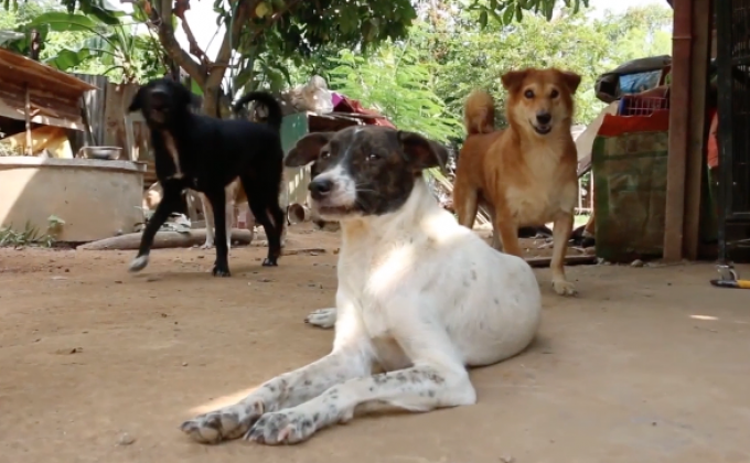 ครม.ไฟเขียว ขึ้นทะเบียนหมา-แมว