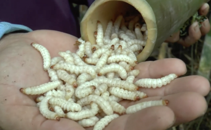 รถด่วนขายดี กิโลกรัมละ 500 บาท