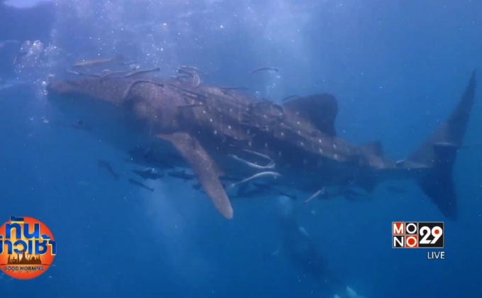 นักท่องเที่ยวตื่นตา ฉลามวาฬอวดโฉมทะเลระยอง