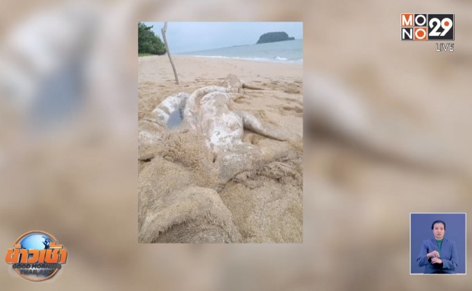 พบซากพะยูนถูกชำแระบนเกาะลิบง