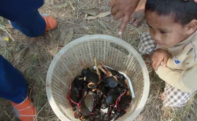 ​เกษตรกรตรัง เลี้ยงปูนิ่มส่งขายต่างประเทศรายได้ดี