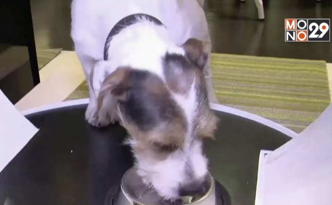 กระแสนิยมให้ “โปรไบโอติกส์” กับสัตว์เลี้ยง