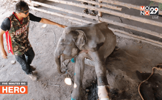 Five minutes BigHERO : น.สพ.ภัทรพล มณีอ่อน HERO  ผู้พิทักษ์สัตว์ป่า ตอนที่ 2/5