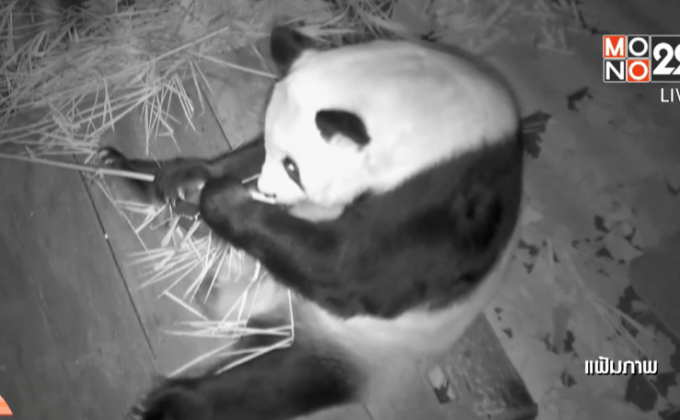 สัตวแพทย์เชื่อหลินฮุ่ยยังไม่แท้ง