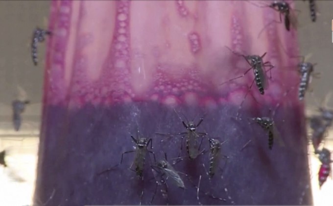 WHO เตรียมขยายการทดสอบวิธีควบคุมยุงลาย