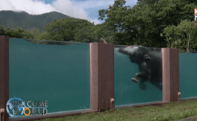 สวนสัตว์ญี่ปุ่นสร้างสระว่ายน้ำให้ช้าง