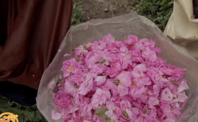 แหล่งผลิต “น้ำมันกุหลาบ” ในตลาดโลก