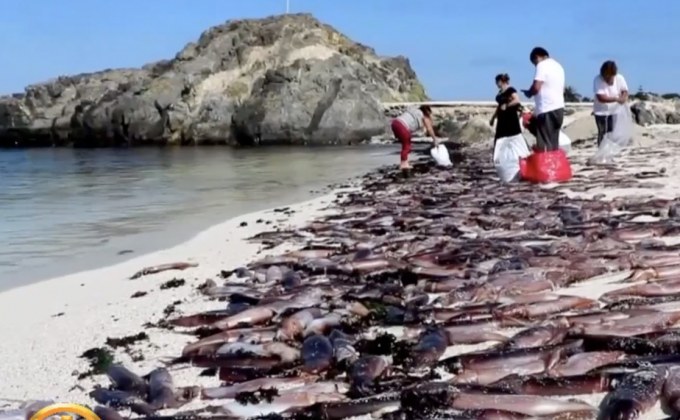 หมึกหลายพันตัวเกยตื้นหาดชิลี