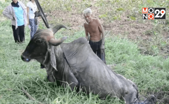 ช่วยวัวตกบ่อโคลน จ.อ่างทอง