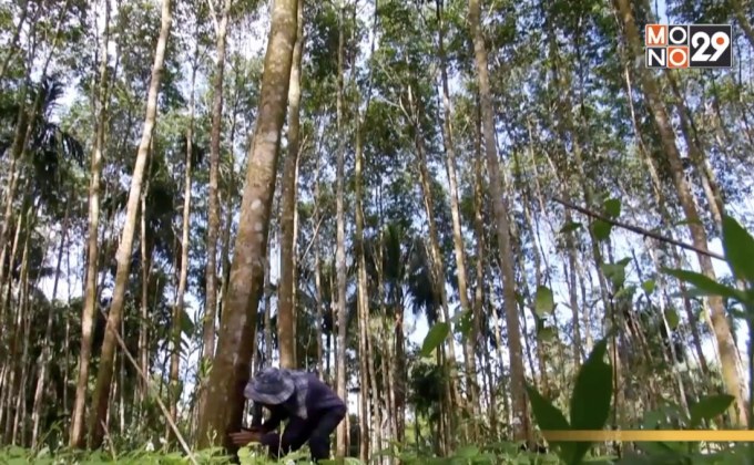 ขอรัฐดูแลสินค้าเกษตรจริงจังเป็นของขวัญปีใหม่