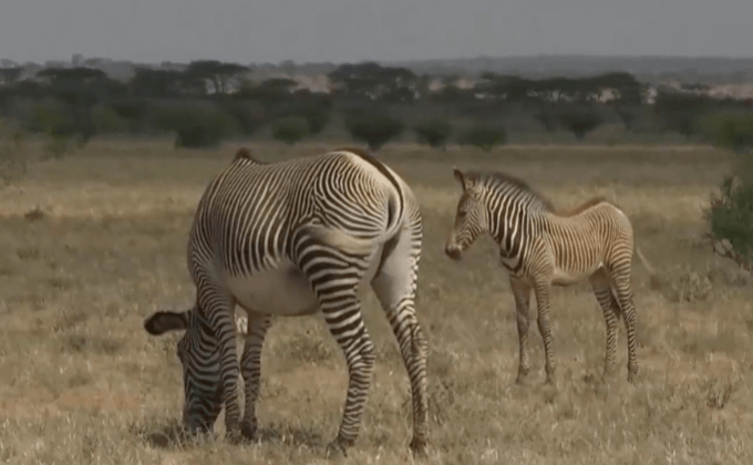 สำรวจประชากรม้าลายเกรวีในเคนยา