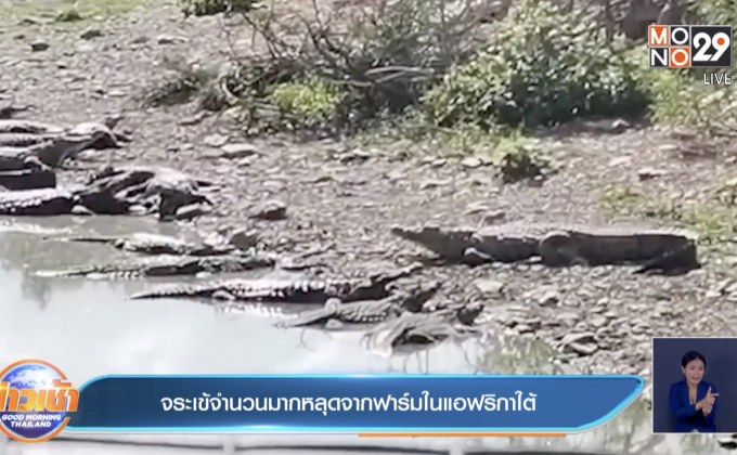 จระเข้จำนวนมากหลุดจากฟาร์มในแอฟริกาใต้