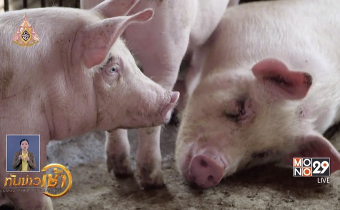 เวียดนามฆ่าหมู 2.5ล้านตัว เหตุอหิวาต์ระบาด