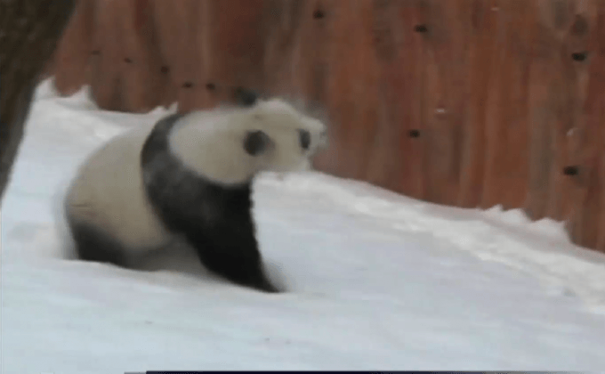 ชาวจีนแห่ชมแพนด้ายักษ์เล่นหิมะ