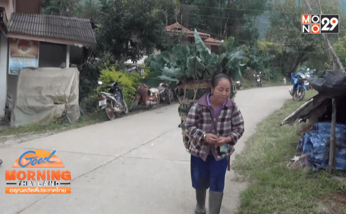 ชาวเขาเผ่าม้งดอยอินทนนท์ นำผักผลไม้เมืองหนาววางขาย